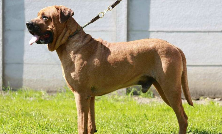 意大利再度昭示优势,实力不容置疑的简单介绍 意大利再度昭示优势,实力不容置疑的简单介绍